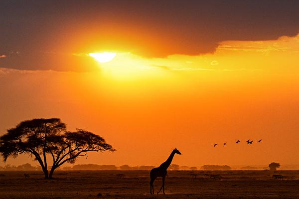 un sogno di viaggio - Classic Kenya